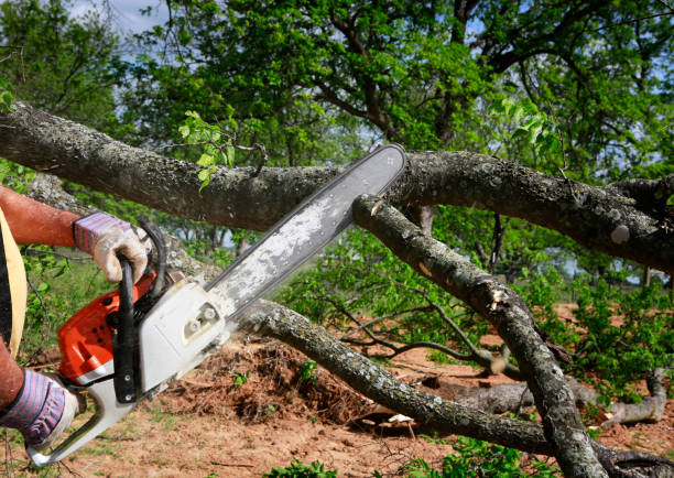 Best Residential Tree Removal  in Santa Teresa, NM